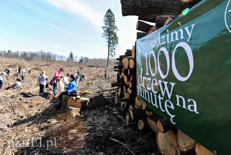 Zasadzili dwa tysiące nowych drzew zdjęcie nr 173134