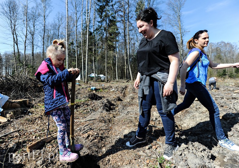 Zasadzili dwa tysiące nowych drzew zdjęcie nr 173129