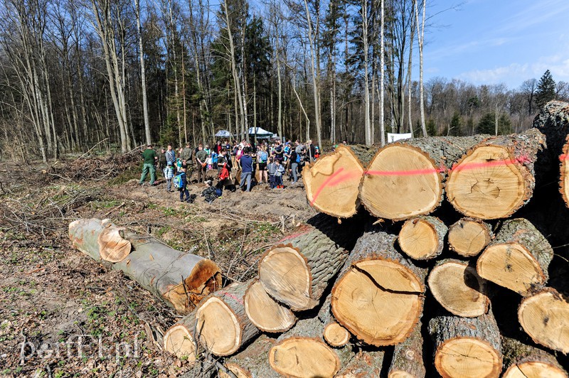 Zasadzili dwa tysiące nowych drzew zdjęcie nr 173114