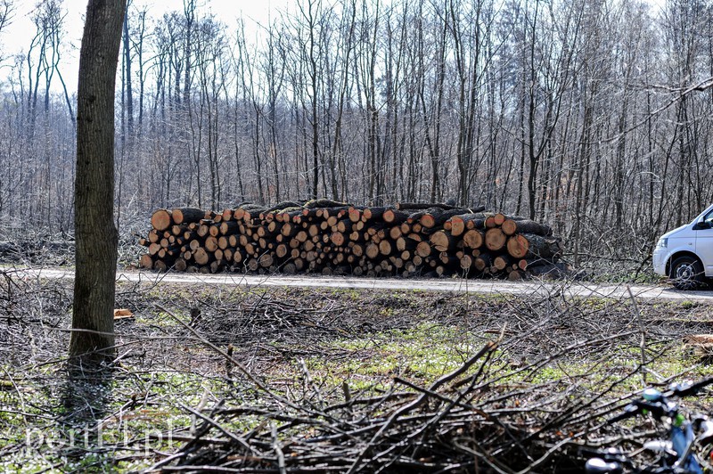 Zasadzili dwa tysiące nowych drzew zdjęcie nr 173108