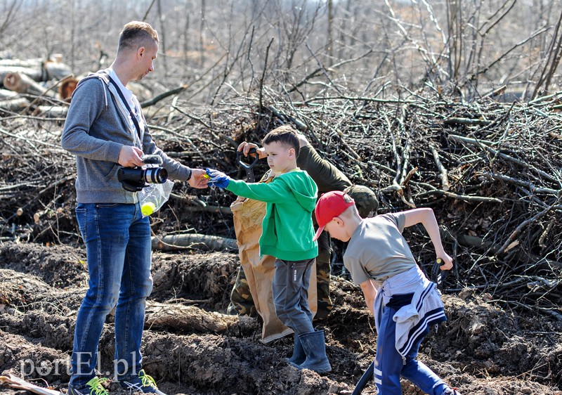 Zasadzili dwa tysiące nowych drzew zdjęcie nr 173142