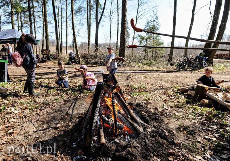 Zasadzili dwa tysiące nowych drzew zdjęcie nr 173143