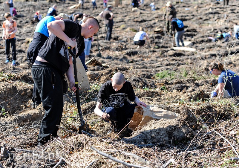 Zasadzili dwa tysiące nowych drzew zdjęcie nr 173140