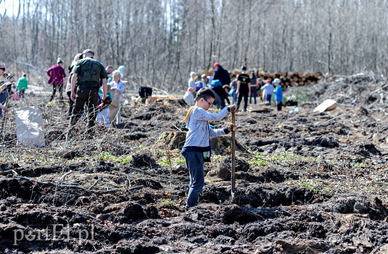 Zasadzili dwa tysiące nowych drzew zdjęcie nr 173123