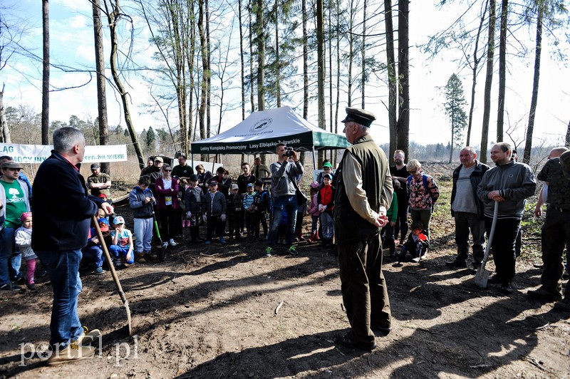 Zasadzili dwa tysiące nowych drzew zdjęcie nr 173109