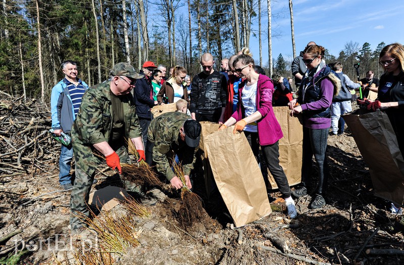 Zasadzili dwa tysiące nowych drzew zdjęcie nr 173116