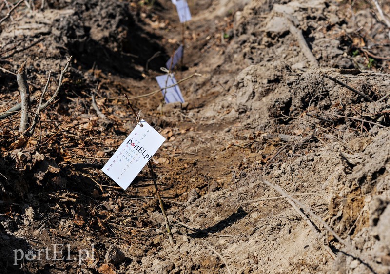Zasadzili dwa tysiące nowych drzew zdjęcie nr 173139