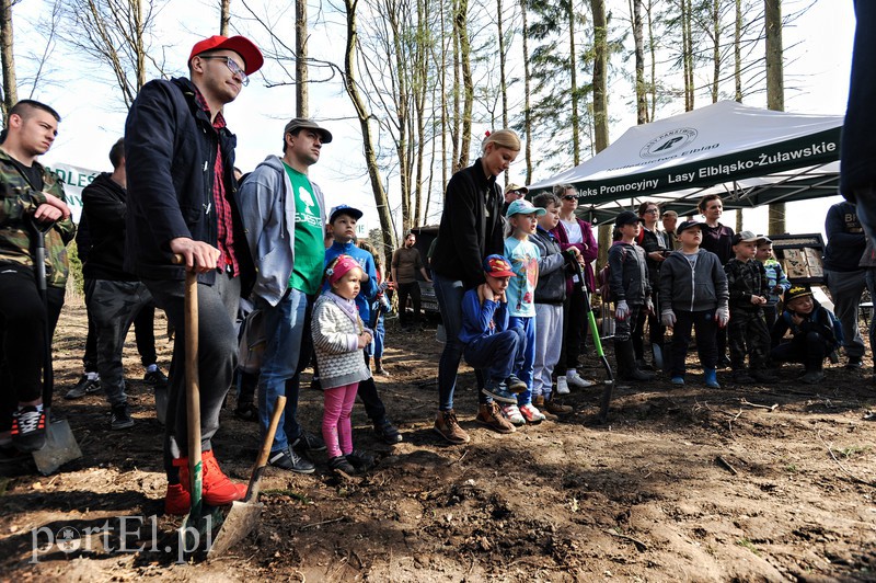 Zasadzili dwa tysiące nowych drzew zdjęcie nr 173110