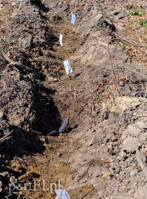 Zasadzili dwa tysiące nowych drzew zdjęcie nr 173138