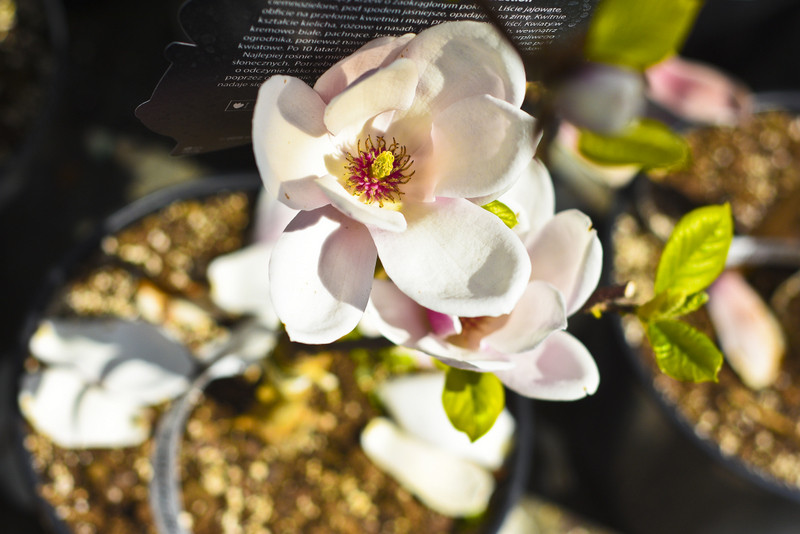 W ogrodzie wygrywają cierpliwi zdjęcie nr 173725