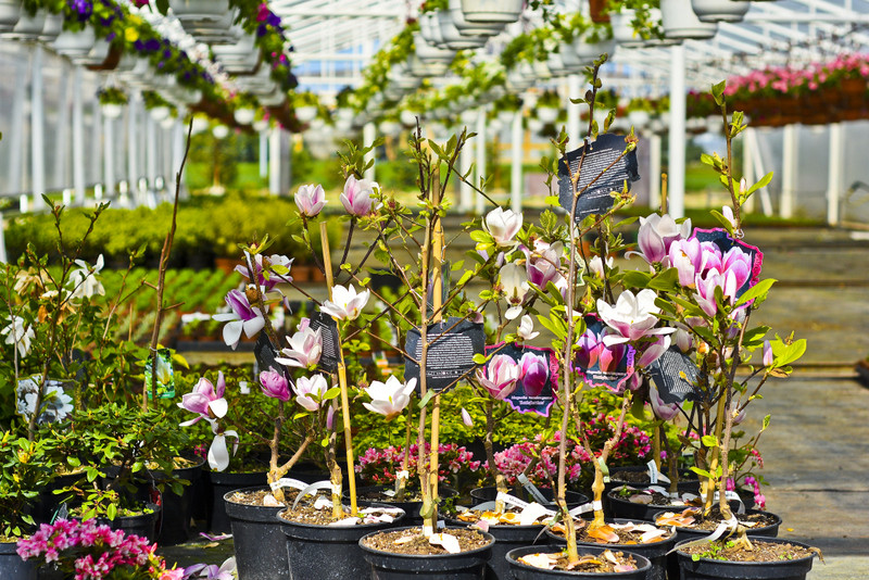 W ogrodzie wygrywają cierpliwi zdjęcie nr 173724