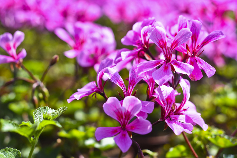 W ogrodzie wygrywają cierpliwi zdjęcie nr 173709