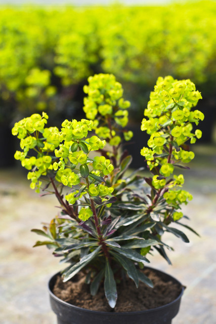 W ogrodzie wygrywają cierpliwi zdjęcie nr 173721