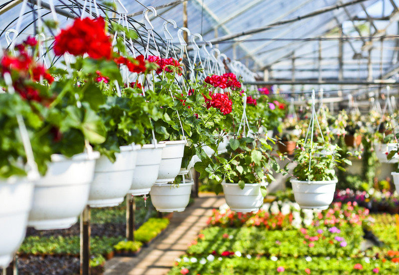 W ogrodzie wygrywają cierpliwi zdjęcie nr 173710