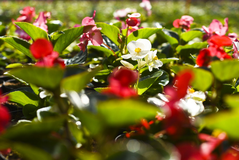 W ogrodzie wygrywają cierpliwi zdjęcie nr 173717