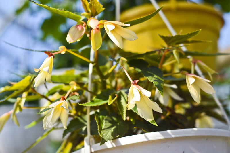 W ogrodzie wygrywają cierpliwi zdjęcie nr 173720