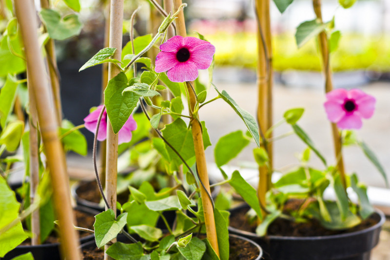 W ogrodzie wygrywają cierpliwi zdjęcie nr 173728