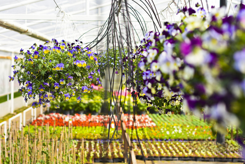 W ogrodzie wygrywają cierpliwi zdjęcie nr 173726