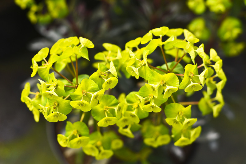 W ogrodzie wygrywają cierpliwi zdjęcie nr 173722