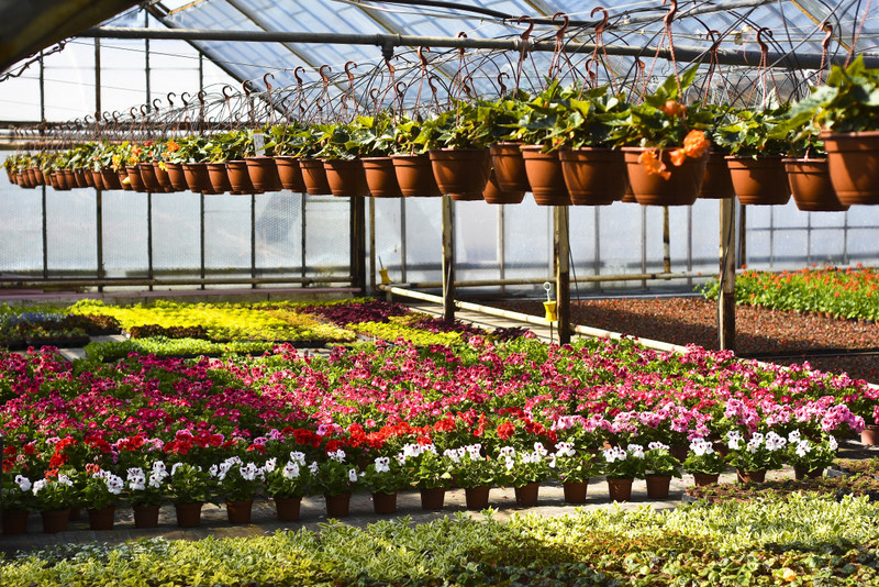 W ogrodzie wygrywają cierpliwi zdjęcie nr 173719