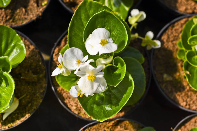 W ogrodzie wygrywają cierpliwi zdjęcie nr 173715