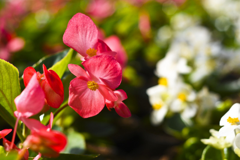W ogrodzie wygrywają cierpliwi zdjęcie nr 173716