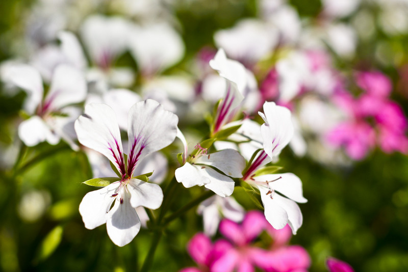 W ogrodzie wygrywają cierpliwi zdjęcie nr 173708