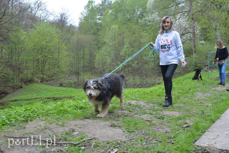 Bieg na 6 łap zdjęcie nr 174286