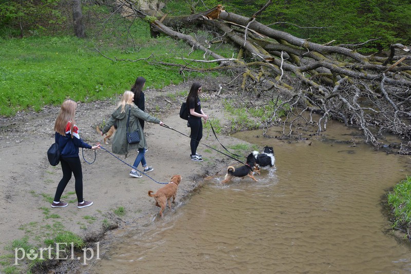 Bieg na 6 łap zdjęcie nr 174278