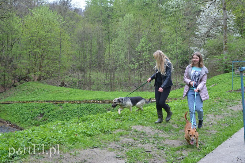 Bieg na 6 łap zdjęcie nr 174287