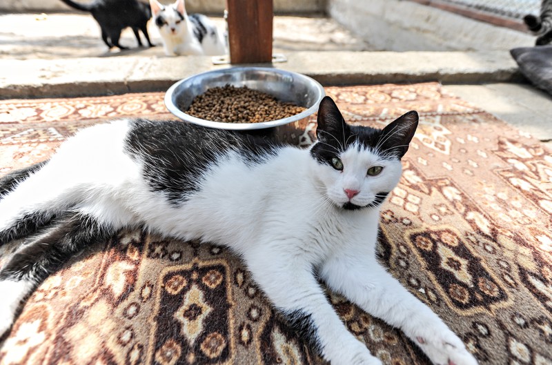 Galeria pod psem i kotem zdjęcie nr 175372