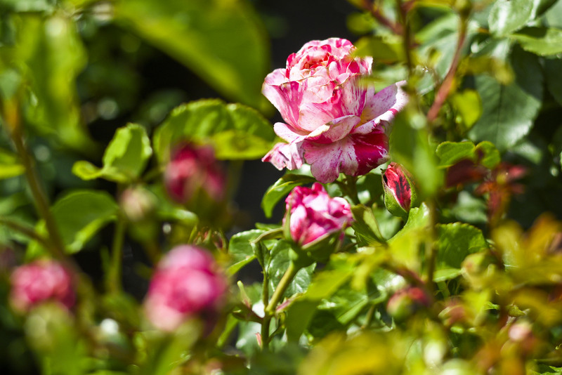 To nie zawsze musi być bukiet zdjęcie nr 175797