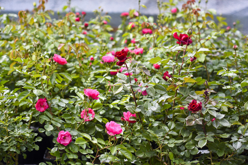 Elbląg To nie zawsze musi być bukiet