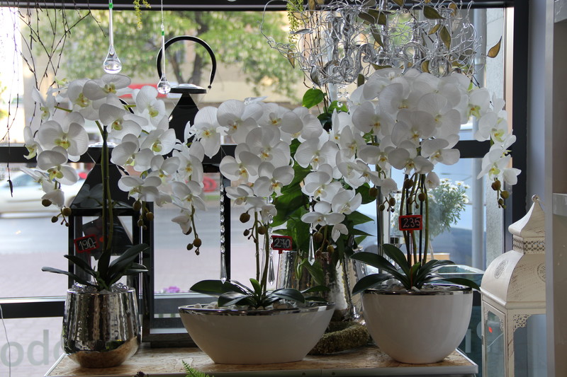 Dzień Matki w Kwiaciarni Romantycznej zdjęcie nr 175895