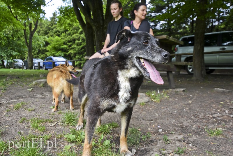 Mamy pomysł na bieg na sześć łap zdjęcie nr 175999