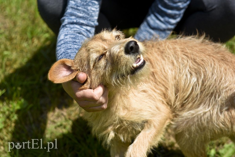 Galeria pod psem i kotem (Odc.3) zdjęcie nr 176174