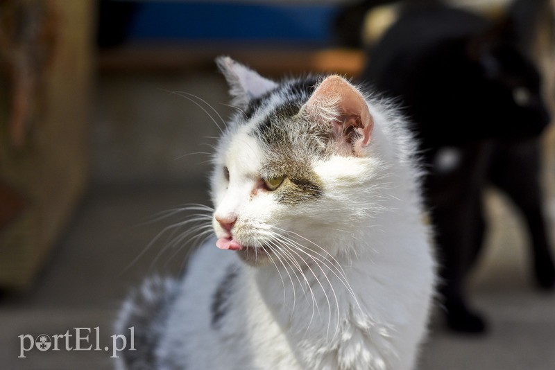 Galeria pod psem i kotem (Odc.3) zdjęcie nr 176181