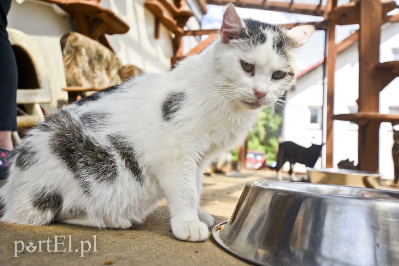 Galeria pod psem i kotem (Odc.3) zdjęcie nr 176183