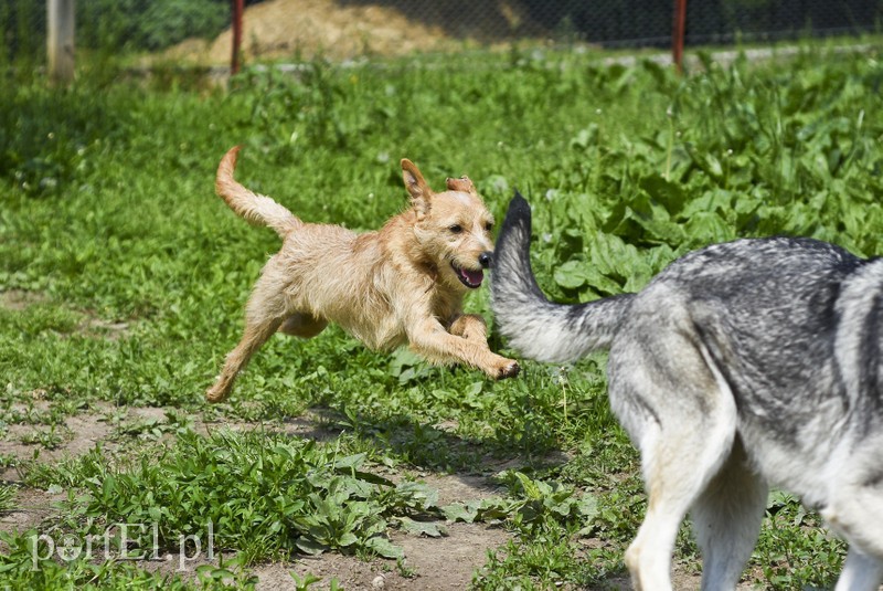 Galeria pod psem i kotem (Odc.3) zdjęcie nr 176177