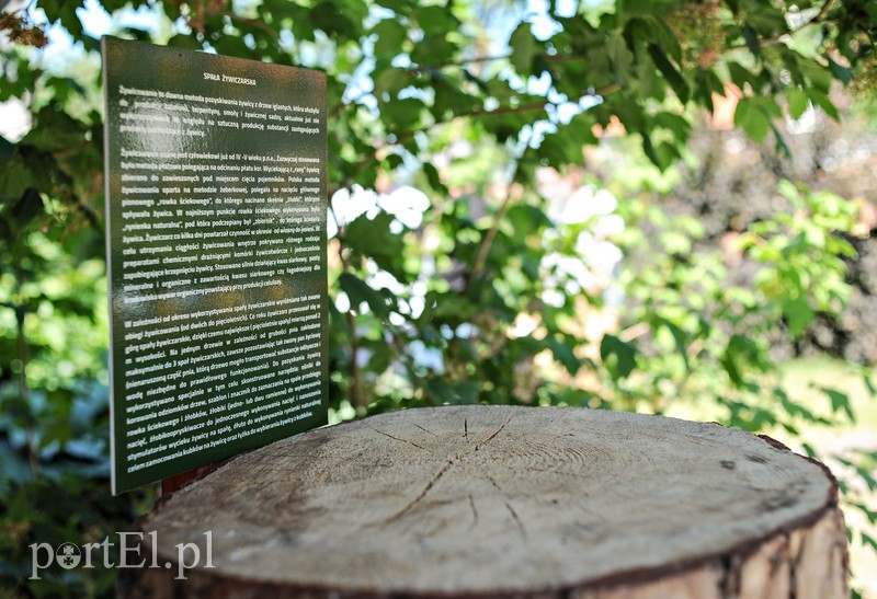 Tu wszystkiego można dotknąć zdjęcie nr 176382