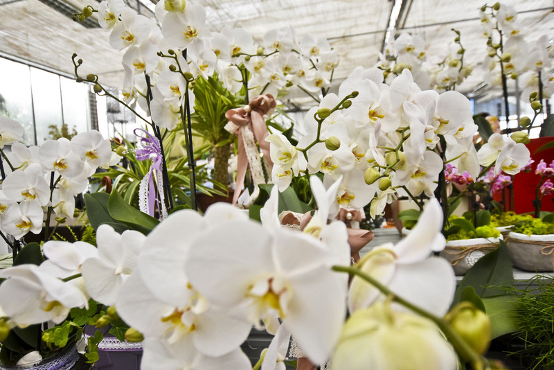 Wybierz naturalne piękno zdjęcie nr 177728