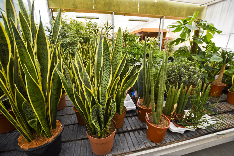 Wybierz naturalne piękno zdjęcie nr 177735