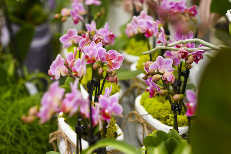 Wybierz naturalne piękno zdjęcie nr 177729