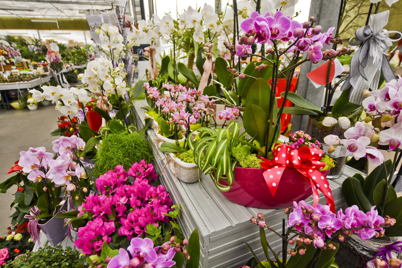 Wybierz naturalne piękno zdjęcie nr 177733