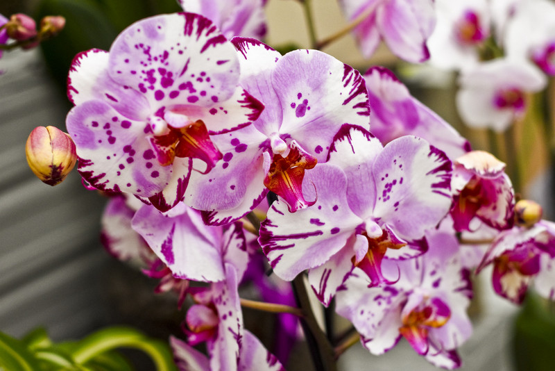 Elbląg Wybierz naturalne piękno