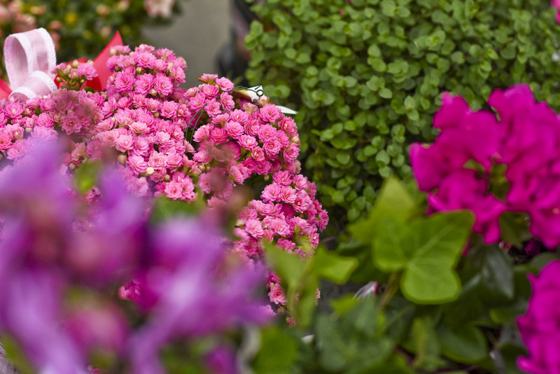 Wybierz naturalne piękno zdjęcie nr 177726
