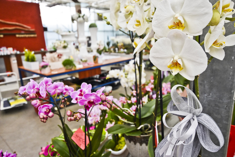 Wybierz naturalne piękno zdjęcie nr 177732