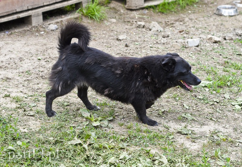 Galeria pod psem i kotem (Odc.6) zdjęcie nr 177978