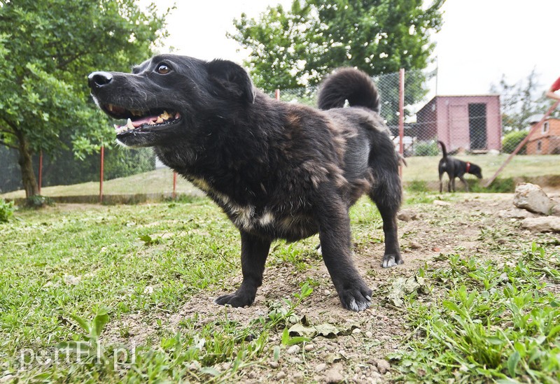 Galeria pod psem i kotem (Odc.6) zdjęcie nr 177981
