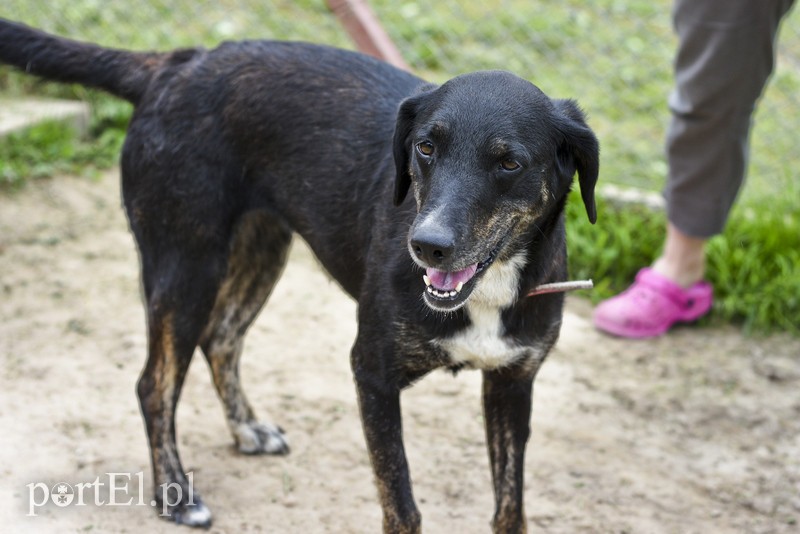 Galeria pod psem i kotem (Odc.7) zdjęcie nr 178803